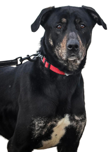 Cora: 2-year-old Mastiff/Lab Cross