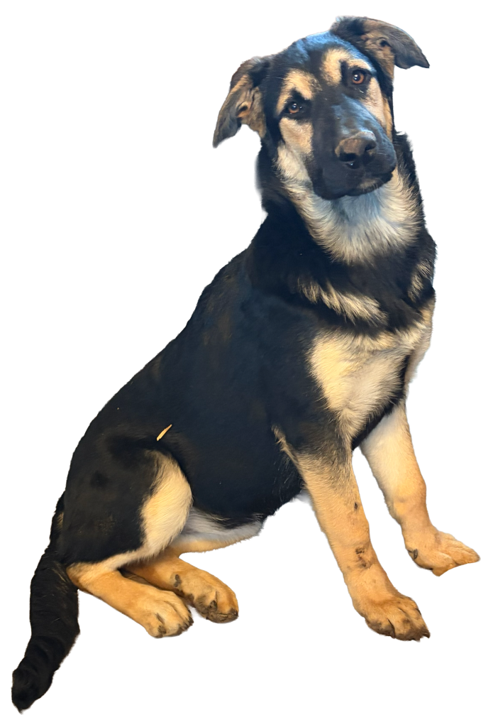 Ribbon-Female Husky/German Shepherd Cross
