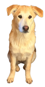 Boop, a female Husky/Shepherd/Lab cross