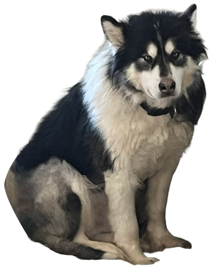 Domino, a 3-4-year-old Intact male malamute