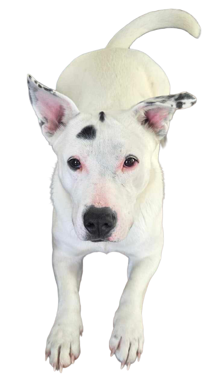 Dug-Male Neutered Bull Terrier/Corgi