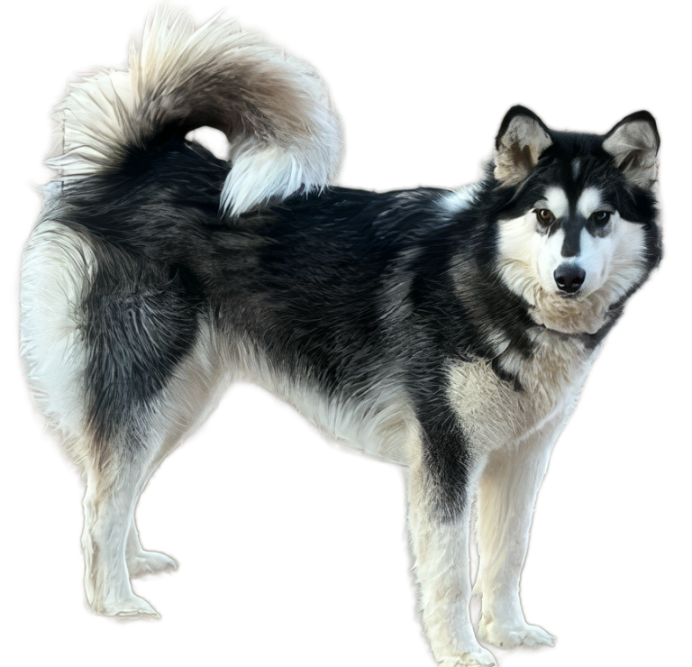 Keela a 2-3 yr old spayed malute
