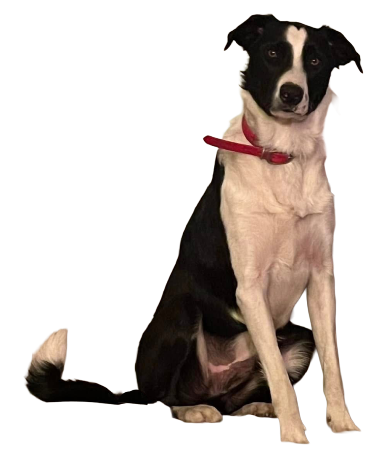 Pine-Intact male Border Collie