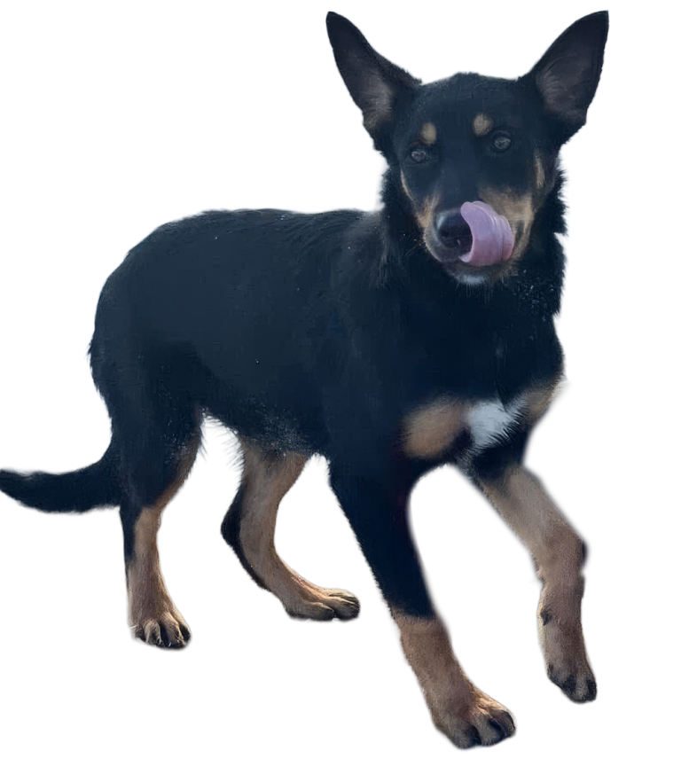 Spitz-Female Kelpie/Border Collie Cross