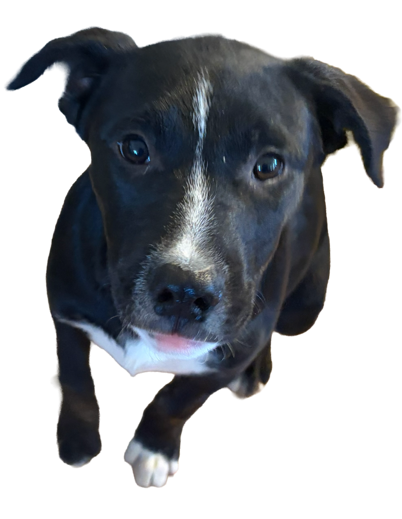Texas, male pit-bull cross