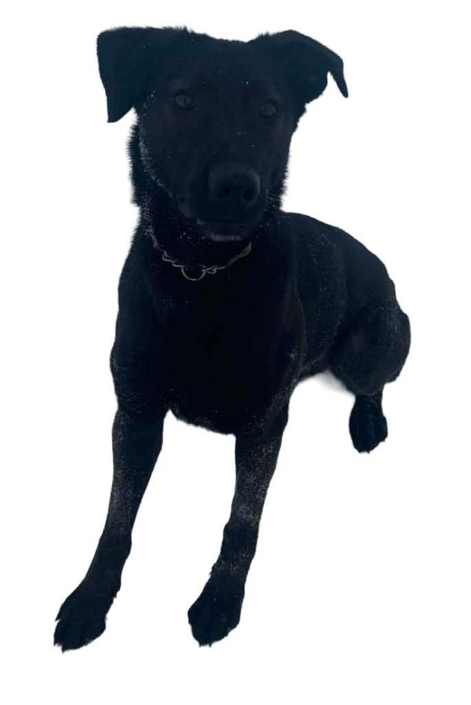 Vixen: 1.5-year-old female lab cross
