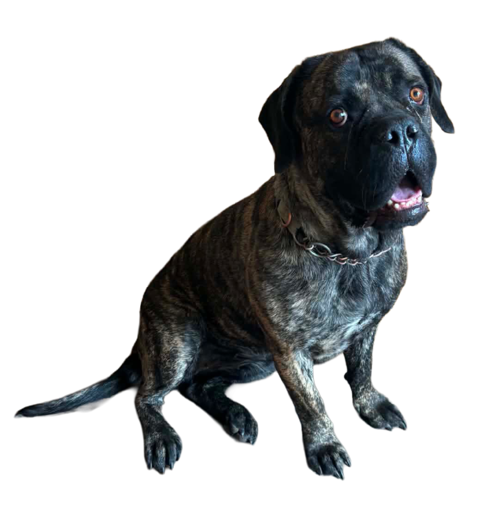 Bailey—3-year-old female Cane Corso/Mastiff/Boerboel mix