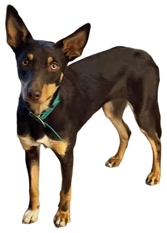 Cactus, a 3-year-old kelpie female