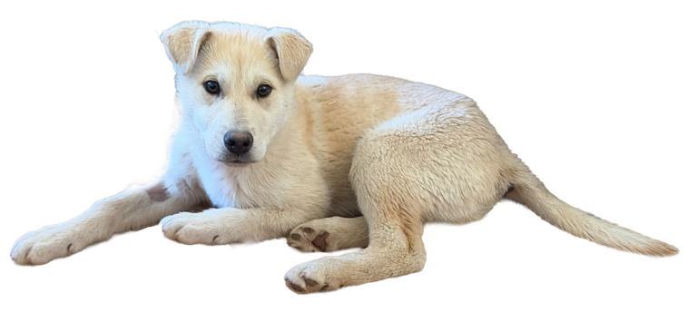 Koa-male husky cross