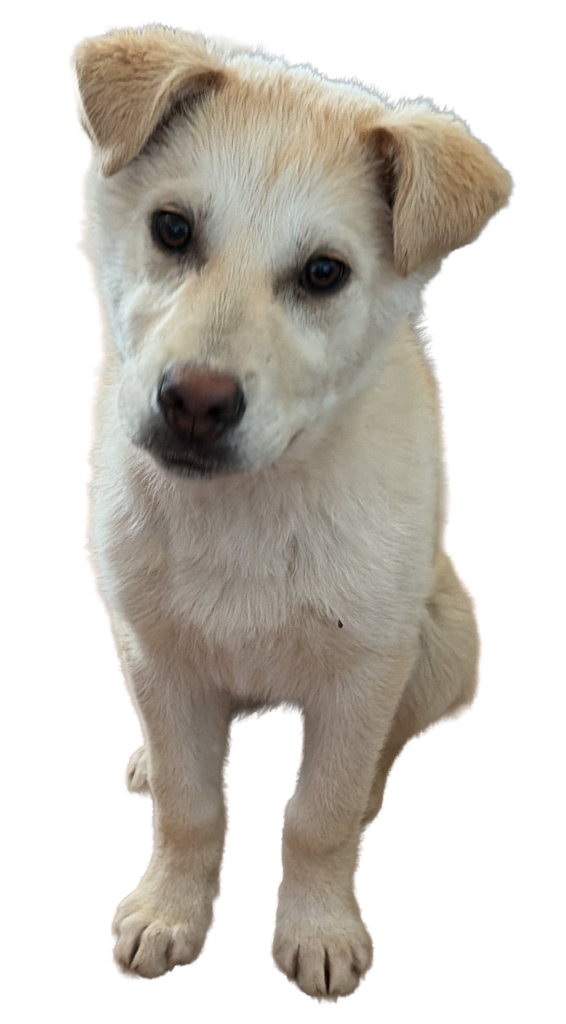 Tuna-female husky cross