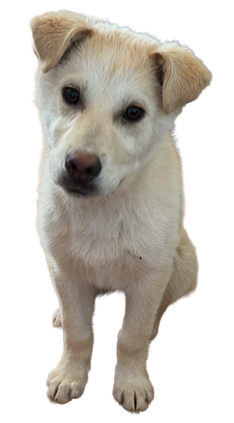 Tuna-female husky cross