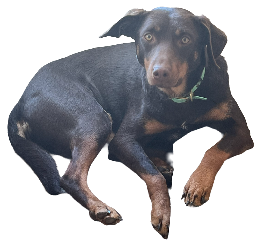 Chilli - a 3-year-old Kelpie