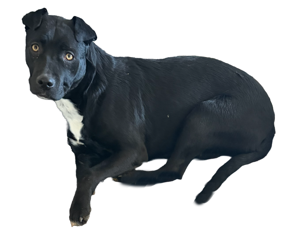 Pajamas—1-year-old female pitbull cross