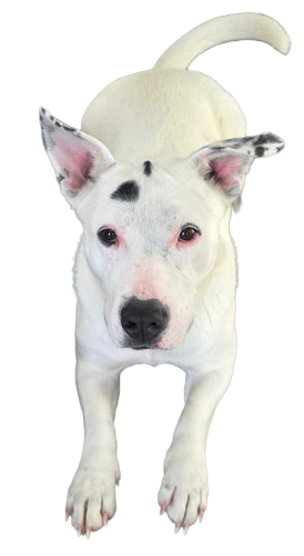 Dug-Male Neutered Bull Terrier/Corgi
